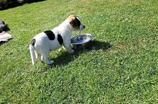 Jack russell terrier, Świętokrzyskie, Bieliny