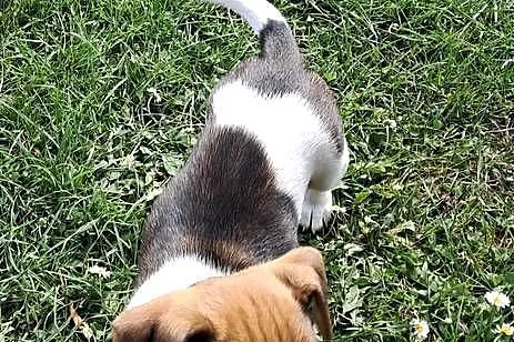 Jack russell terrier, Świętokrzyskie, Bieliny