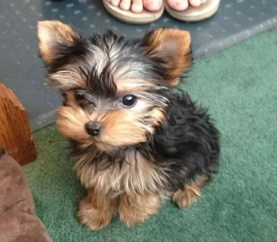 Szczenięta yorkshire terrier do adopcji................, , Warszawka