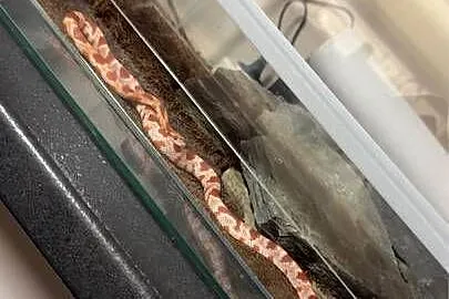 Wąż zbożowy z terarium, komplet.