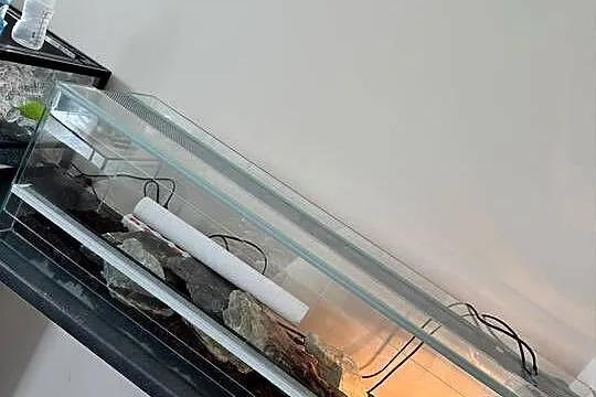 Wąż zbożowy z terarium, komplet., Lubuskie, Gorzów Wielkopolski