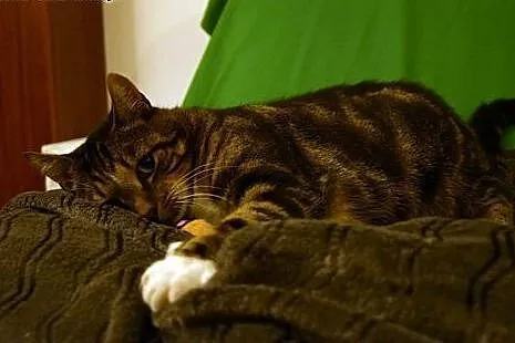 PILNIE szukamy domku dla ok 2 letniej MARLENKI,  m