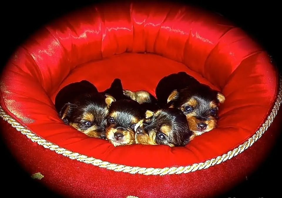 Yorkshire Terrier (FCI)