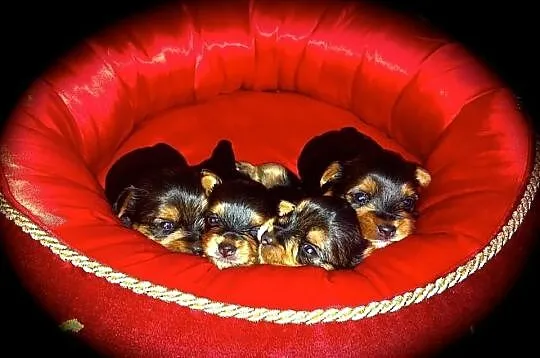 Yorkshire Terrier (FCI)