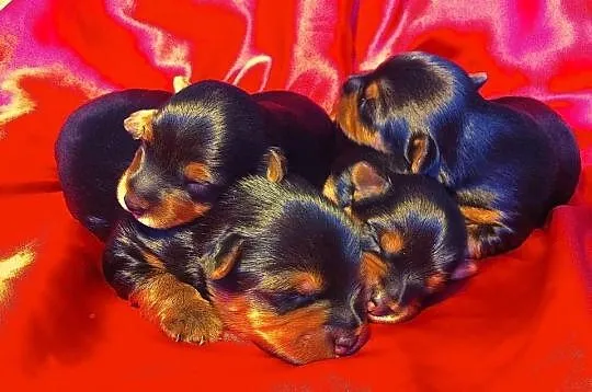 Yorkshire Terrier (FCI)