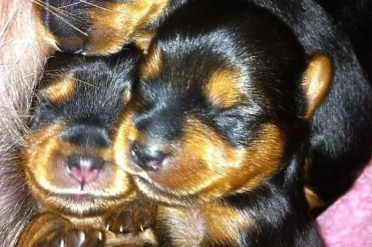 Yorkshire Terrier (FCI)