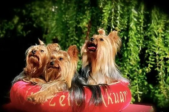Yorkshire Terrier (FCI)