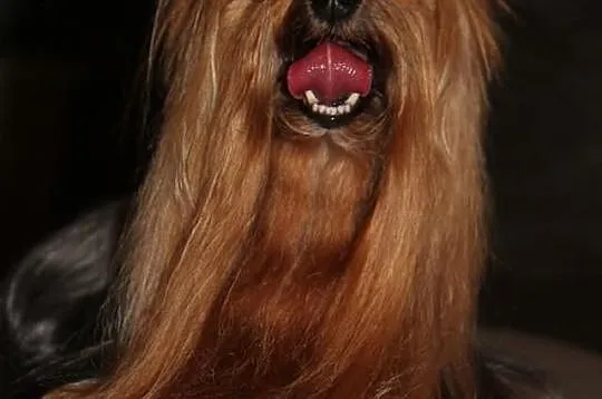 Yorkshire Terrier (FCI)