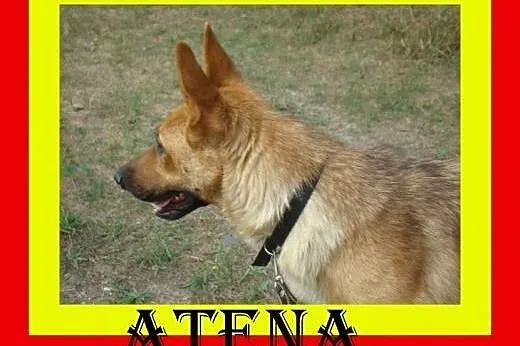 Idealna na spacery,wesoła,przyjazna,pogodna,suczka ATENA,  dolnośląskie Wrocław