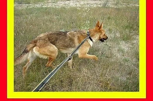 Idealna na spacery,wesoła,przyjazna,pogodna,suczka