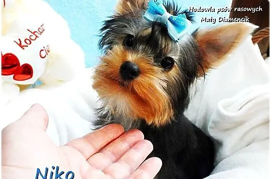York Yorkshire Terrier Malutki Mini XS Piesek NIKO z Rodowodem i Wyprawką