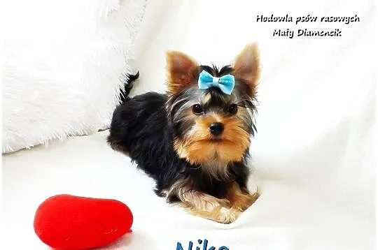 York Yorkshire Terrier Malutki Mini XS Piesek NIKO z Rodowodem i Wyprawką, Lubuskie, Żary
