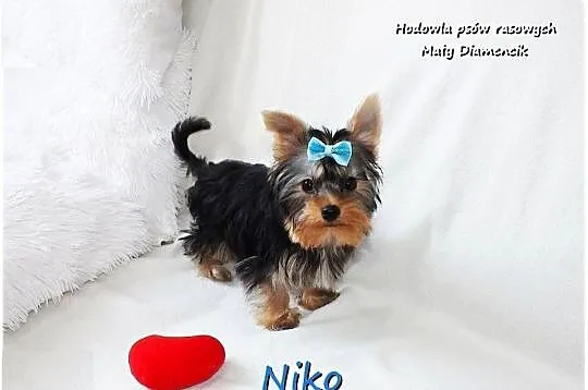 York Yorkshire Terrier Malutki Mini XS Piesek NIKO z Rodowodem i Wyprawką, Lubuskie, Żary