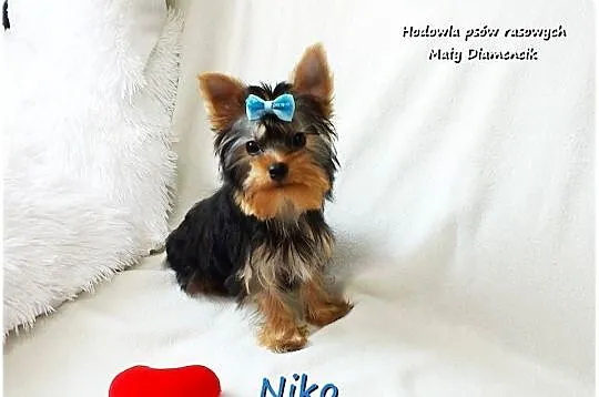 York Yorkshire Terrier Malutki Mini XS Piesek NIKO z Rodowodem i Wyprawką, Lubuskie, Żary