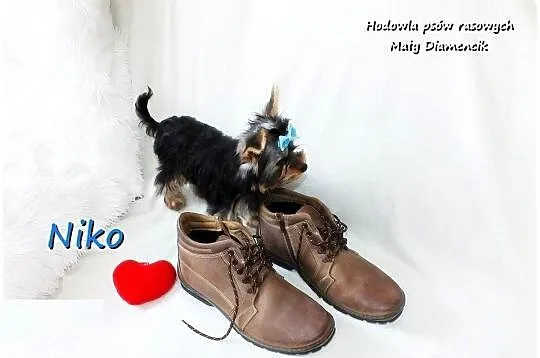 York Yorkshire Terrier Malutki Mini XS Piesek NIKO z Rodowodem i Wyprawką, Lubuskie, Żary