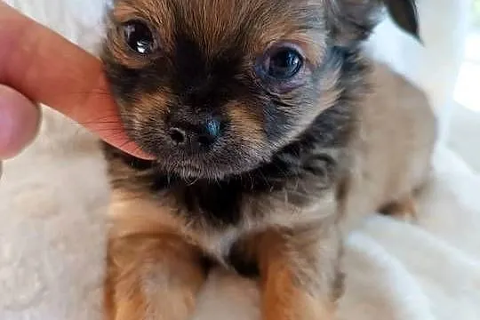 Mini dziewczynka chiuhuahua, Kujawsko-pomorskie, Grudziądz