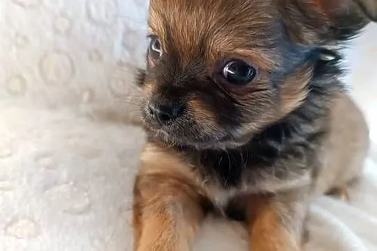 Mini dziewczynka chiuhuahua, Kujawsko-pomorskie, Grudziądz