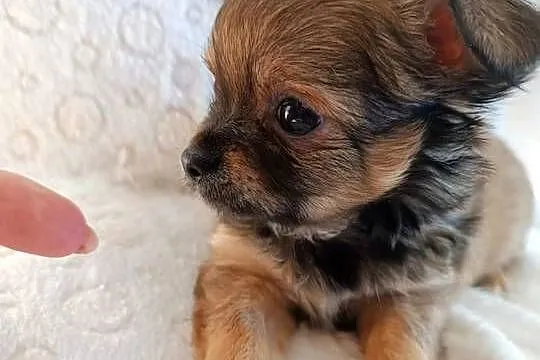 Mini dziewczynka chiuhuahua, Kujawsko-pomorskie, Grudziądz