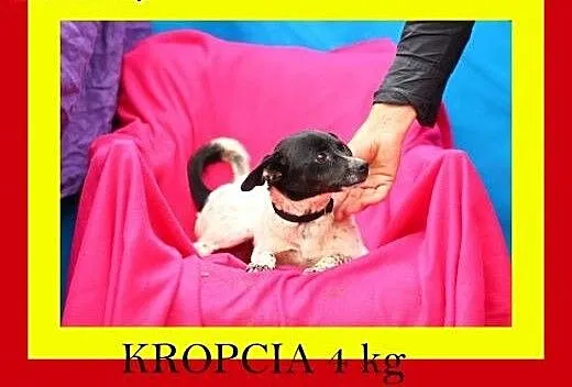 4 kg,mała,delikatna,wesoła,przytulaśna,suczka KROP
