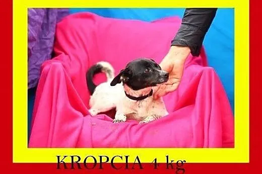 4 kg,mała,delikatna,wesoła,przytulaśna,suczka KROP