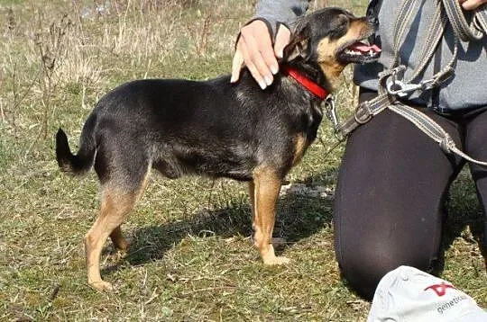Boberek-malutki psiak uratowany z łańcucha prosi o