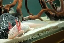 Salamandra meksykańska aksolotle
