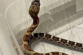 Pantherophis obsoletus skaleless,wąż smugowy