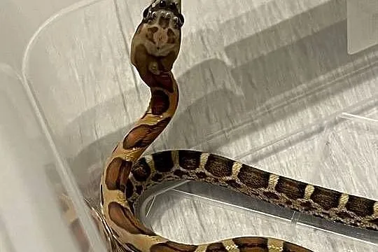 Pantherophis obsoletus skaleless,wąż smugowy