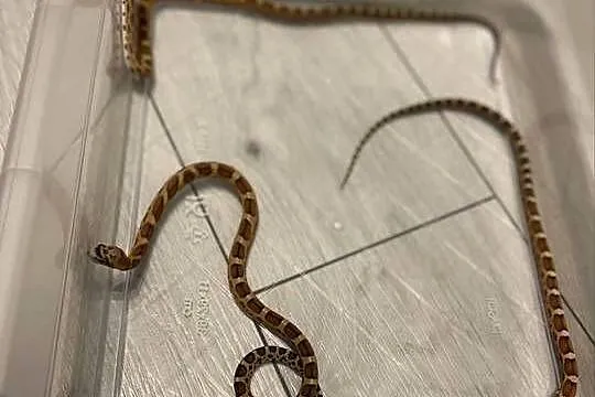 Pantherophis obsoletus skaleless,wąż smugowy, Dolnośląskie, Wrocław