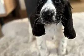 Cocker Spaniel Angielski sunia