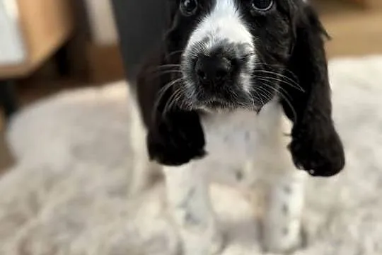 Cocker Spaniel Angielski sunia