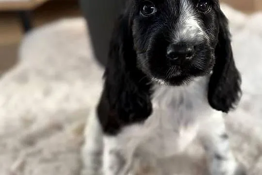 Cocker Spaniel Angielski sunia, Mazowieckie, Radom