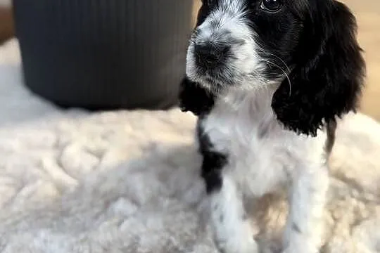 Cocker Spaniel Angielski sunia, Mazowieckie, Radom