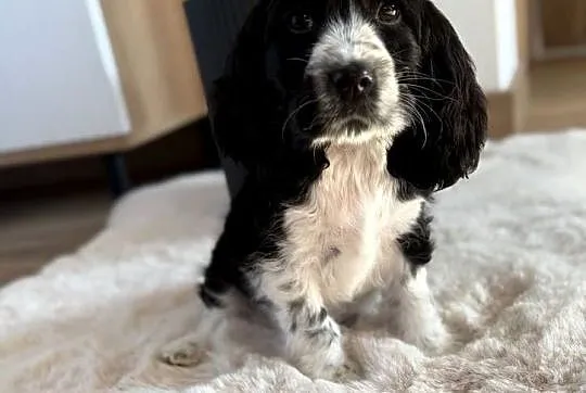 Cocker Spaniel Angielski sunia, Mazowieckie, Radom
