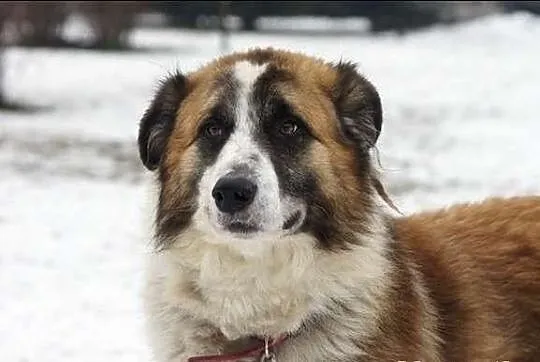 Deniro - spokojny duży psiak szuka domu