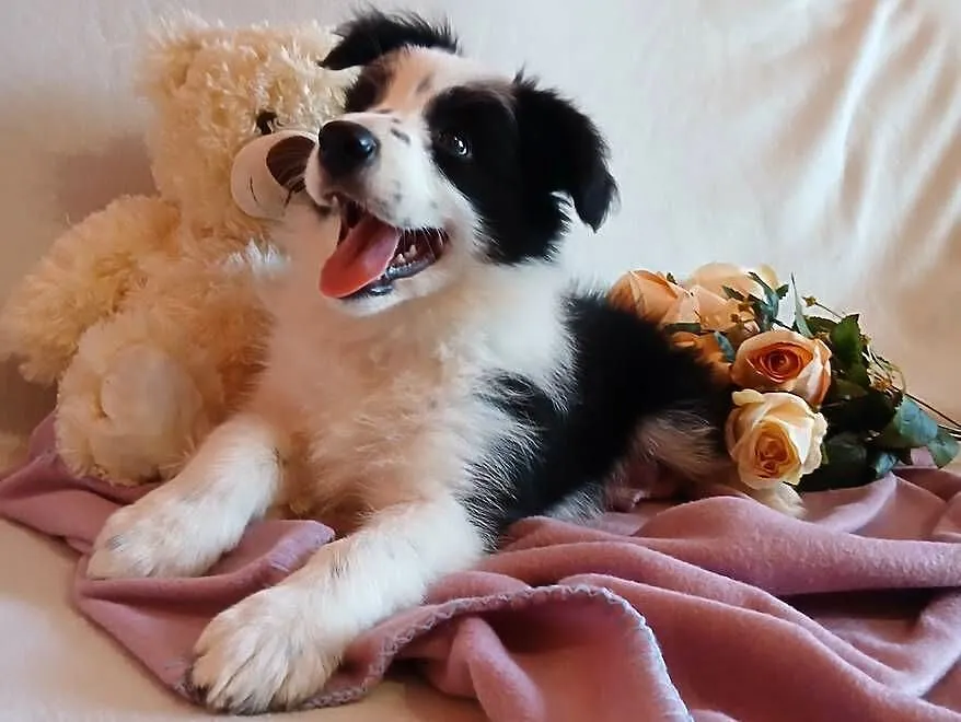 Border collie śliczna suczka, Kujawsko-pomorskie, Grudziądz