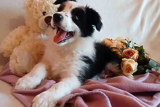 Border collie śliczna suczka, Kujawsko-pomorskie, Grudziądz