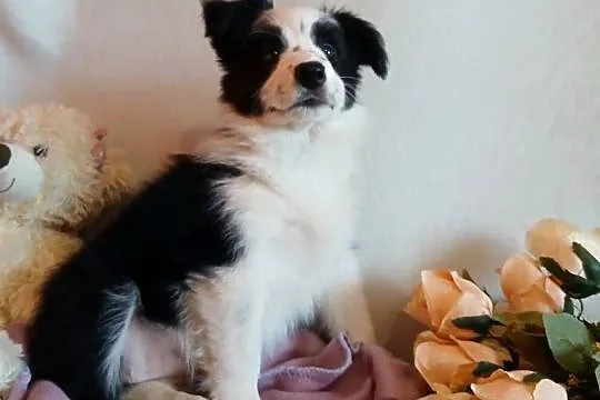 Border collie śliczna suczka, Kujawsko-pomorskie, Grudziądz