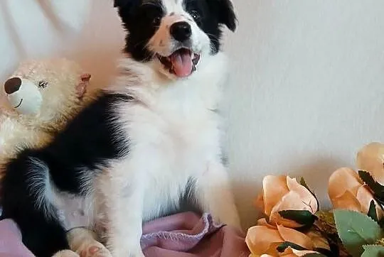 Border collie śliczna suczka, Kujawsko-pomorskie, Grudziądz