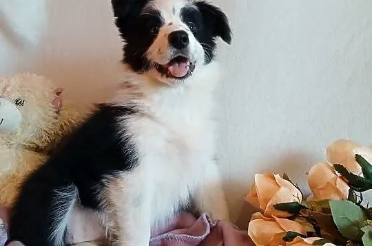 Border collie śliczna suczka, Kujawsko-pomorskie, Grudziądz