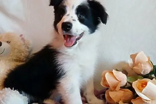 Border collie śliczna suczka, Kujawsko-pomorskie, Grudziądz