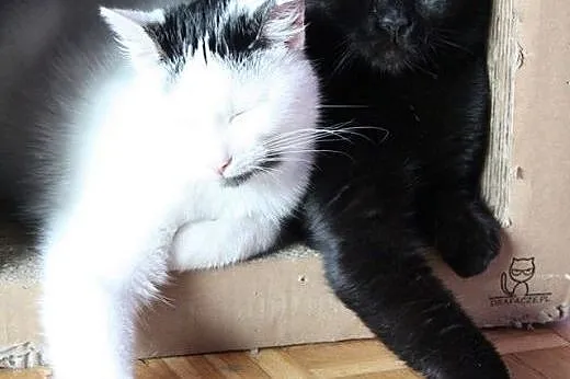 Ciekawski  i mocno uszaty COLIN prosi o domek,  ma