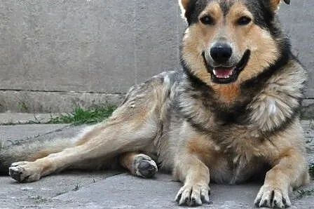 Mysiulek kochany, łagodny psi ideał szuka domu,  m