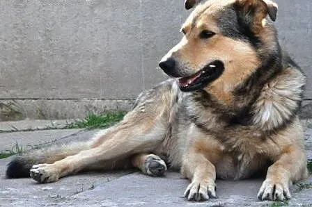 Mysiulek kochany, łagodny psi ideał szuka domu,  m