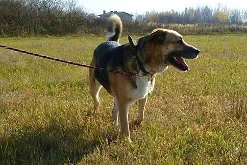 Wiara do adopcji. Jej przyjaciel Simba znalazł już dom,  śląskie Katowice
