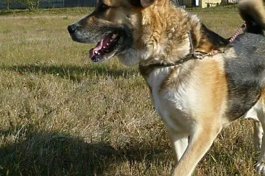 Wiara do adopcji. Jej przyjaciel Simba znalazł już