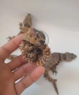Ouroborus cataphractus for sale on Native Exotics Europe, , Warzęgowo