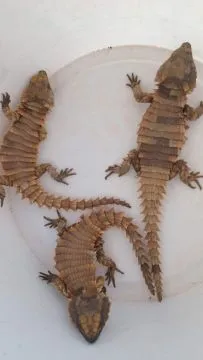 Ouroborus cataphractus for sale on Native Exotics Europe