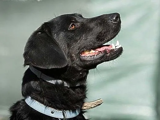 POKER - piękny, 2 letni czarny labrador szuka domu