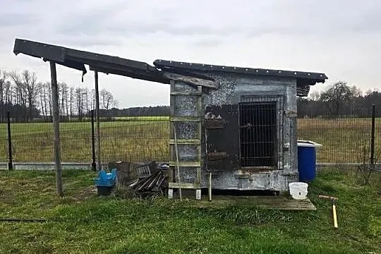 Golebnik gotowy do uzytku, Mazowieckie, Obrąb